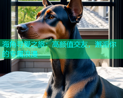 海角寻爱之旅：高颜值交友，邂逅你的专属浪漫